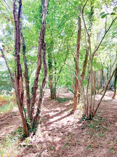 Plot of land for sale near Vienne And Haute Vienne